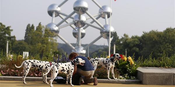 В Брюсселе открылась Европейская выставка собак-2016
