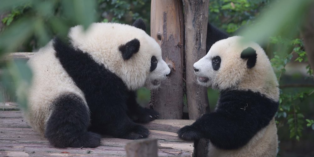 Большая панда остается вымирающим видом животных