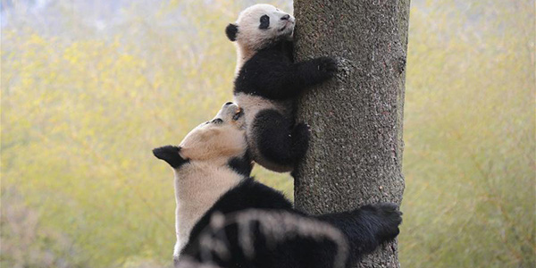 Будни базы адаптации больших панд в провинции Сычуань