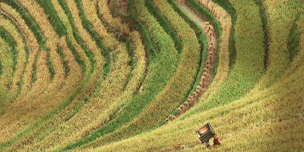 Осенние краски на террасных полях в провинции Гуйчжоу