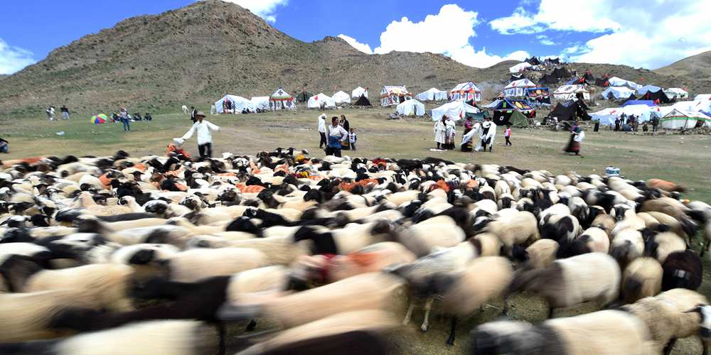 Овечий праздник в Тибетском АР