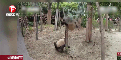Смешная гифка! Панда упала с дерева