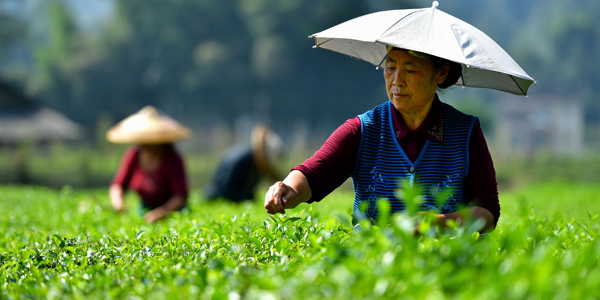 Сбор чайных листьев в провинции Хубэй
