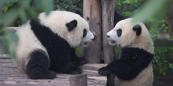 Ученые научились понимать язык панд