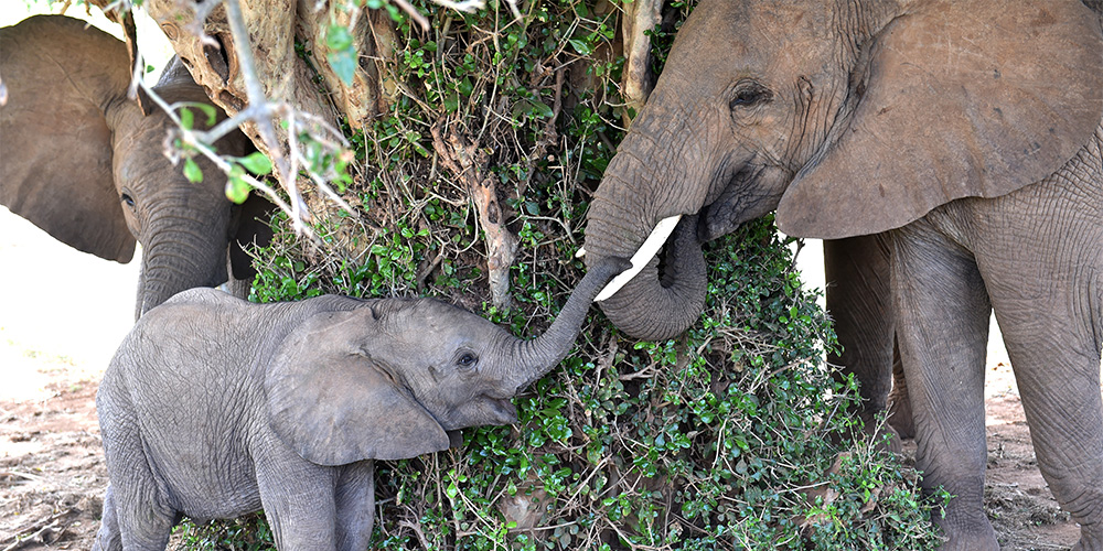 Из-за браконьерства резко сократилась популяция африканских слонов