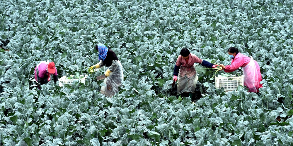 Как выращивание брокколи стало "золотой жилой" для фермеров из провинции Хэбэй