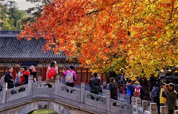 Красные листья -- примета пекинской осени