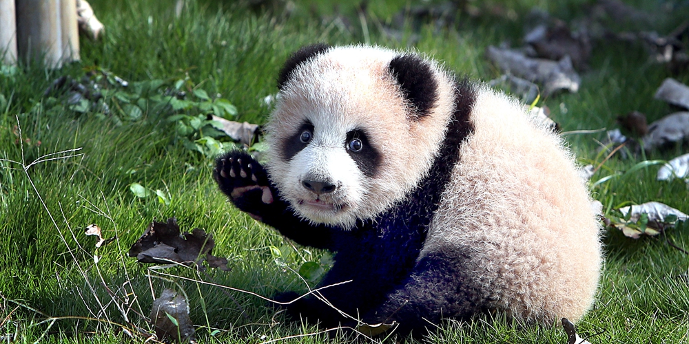 Маленькая панда "Хуашэн" из Шанхая выбралась на прогулку