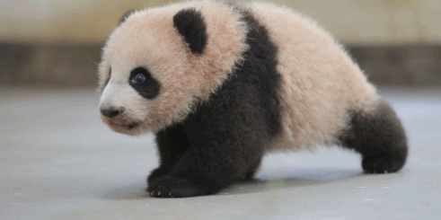 (ГИФ ФОТО) Детеныш гигантской панды сделал первые шаги!