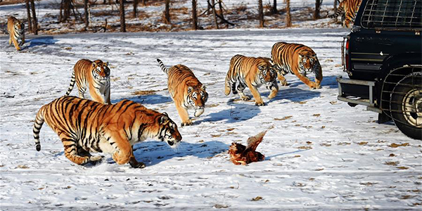 Зимняя охота амурских тигров в харбинском парке