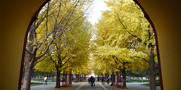 Золотые листья дерева гинкго -- великолепное украшение осеннего Пекина