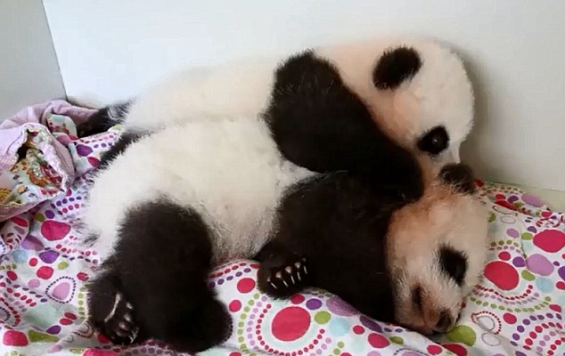 Фотоистория о пандах-двойняшках по кличке Мэйлунь и Мэйхуань