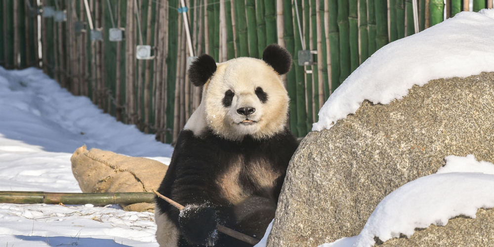 Панды готовятся к первой зимовке в провинции Хэйлунцзян