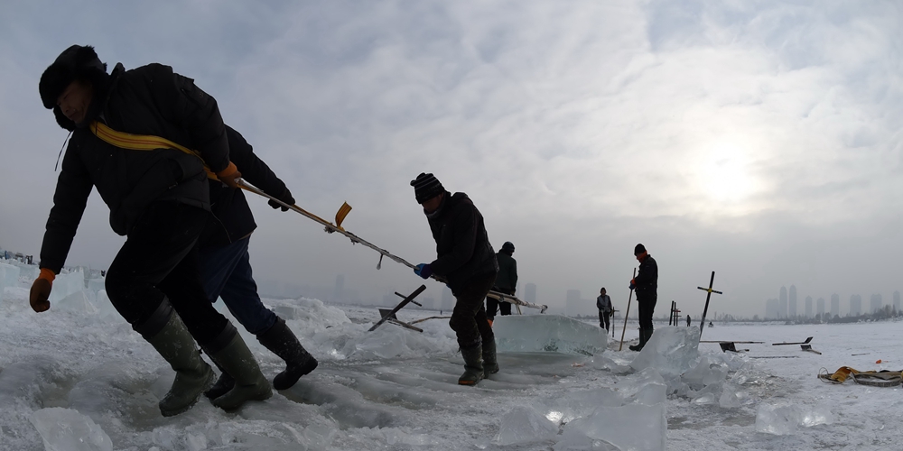 Сбор льда для "ледового мира" на реке Сунхуацзян в Харбине