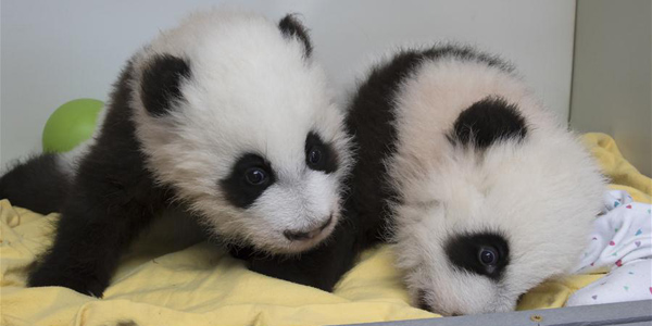 Детенышам панды в зоопарке Атланты дали имена