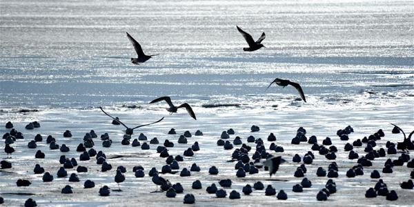 Птицы над льдами в Бохайском заливе