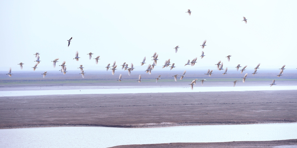 Перелетные птицы на озере Поянху
