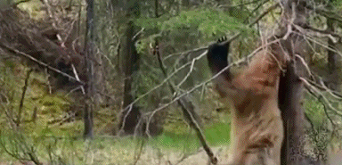 Смешный медведь чешется об дерево в лесу
