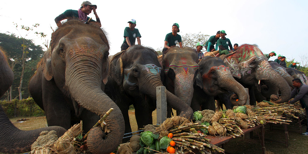 Ежегодный фестиваль слонов в Непале