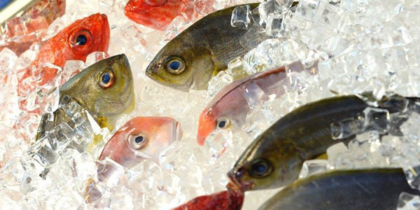Снижение таможенных пошлин в Китае способствует импорту замороженной рыбы из России