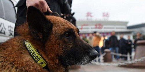 В Чунцине безопасность железнодорожных перевозок на период праздника Весны обеспечивается с помощью ищеек