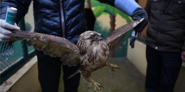 В Китае хищная птица упала в голодный обморок из-за смога