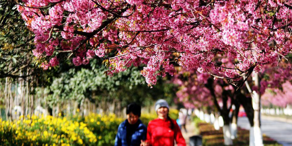 В Куньмине цветет сакура