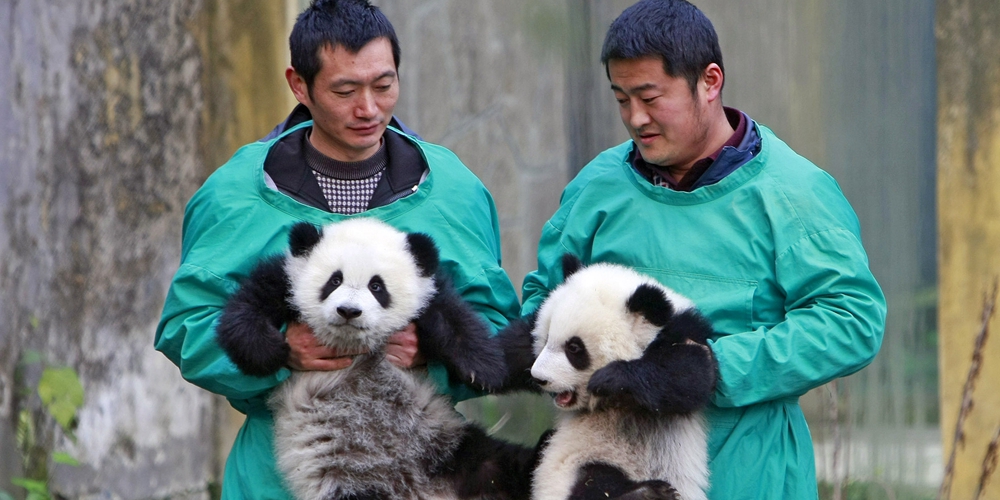 Панды-близняшки впервые предстали перед посетителями Чунцинского зоопарка