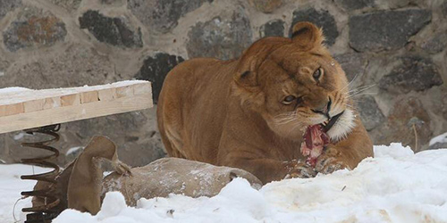 Львы из киевского зоопарка отметили день рождения
