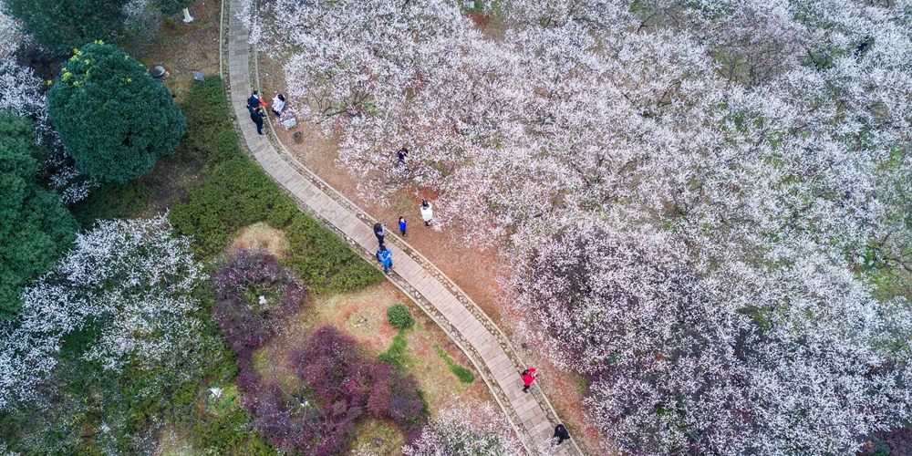 Цветение сливы мэйхуа в Ханчжоу