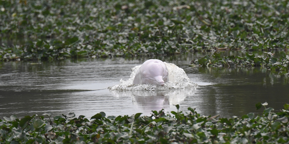 На юге Китая в пресных водах заблудился китайский белый дельфин