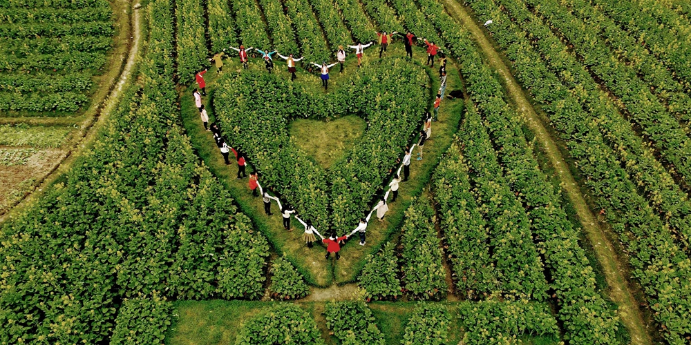 Символ любви среди полей в Гуанси