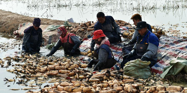 Сбор корневищ лотоса в провинции Шаньси