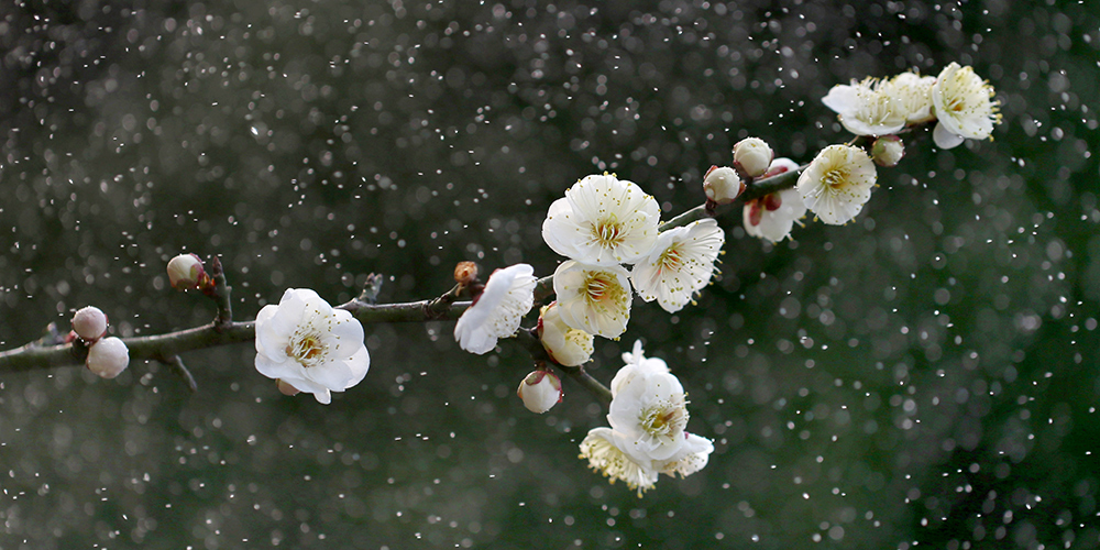 Цветы мэйхуа под весенним дождем