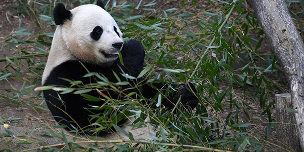 Родившаяся в США панда по кличке Бао Бао вернется на историческую родину