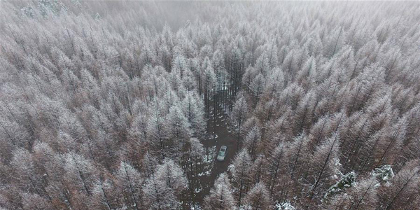 Заснеженный лес в Чунцине