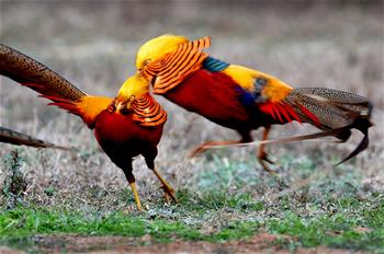 Брачные игры золотых фазанов в горах на северо-западе Китая
