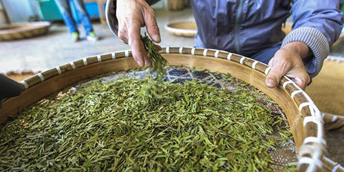 Производство весеннего чая в провинции Чжэцзян