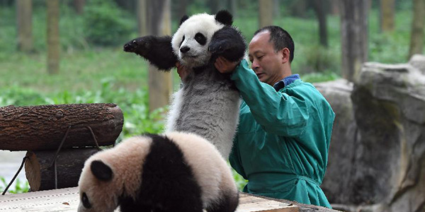 Три детеныша большой панды впервые представили перед публикой в Чунцине