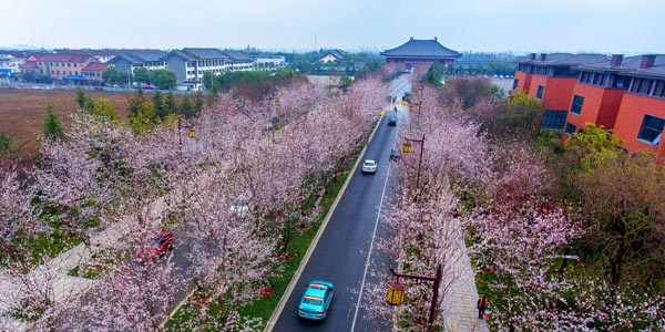 "Вишневая дорога" в Янчжоу