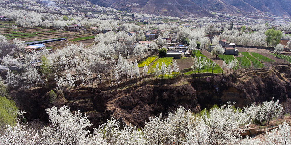 Цветение груш в речной долине уезда Цзиньчуань