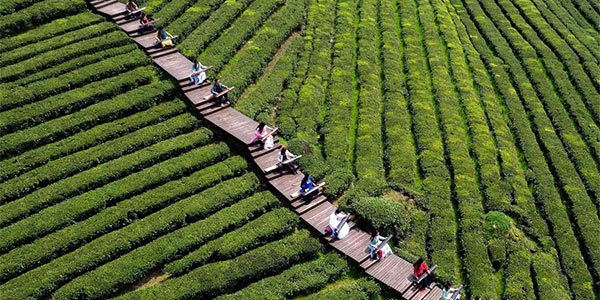 Звуки гуциня на чайной плантации
