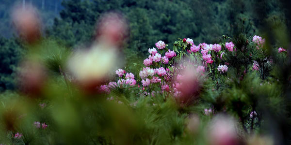 Пестрое весенее многоцветье на склонах гор в уезде Фуюань