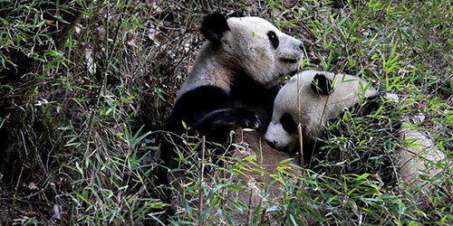 Дикий детеныш большой панды кормится молоком матери