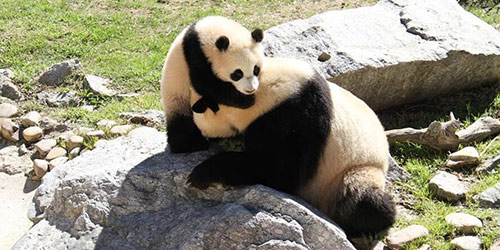 Большая панда Чулина впервые встретилась с посетителями зоопарка г. Мадрида