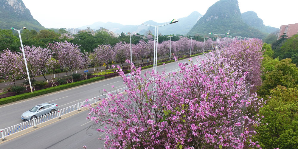 В Лючжоу началось цветение баугиний