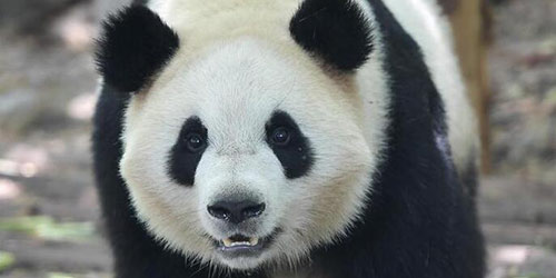 Большие панды Хэсин и Маоэр станут временными обитателями Копенгагенского зоопарка