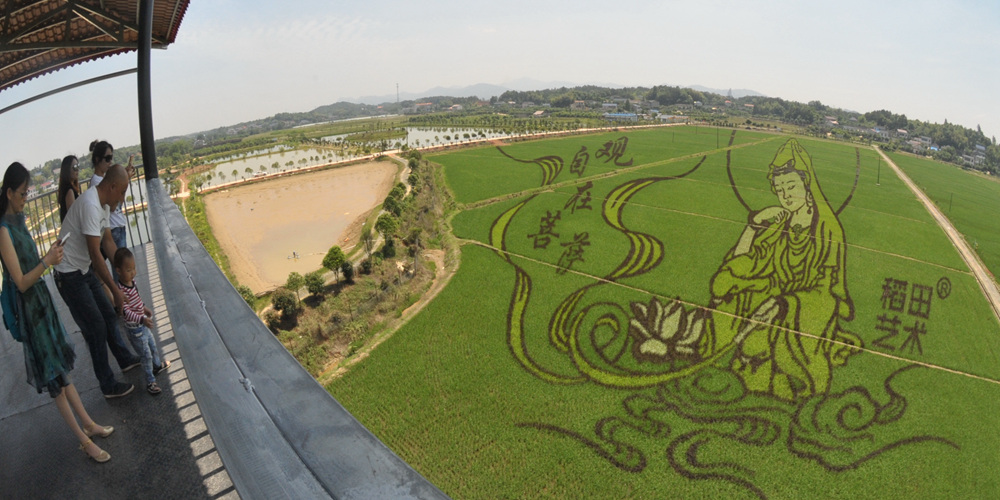 Рисунки на рисовых полях в провинции Хунань