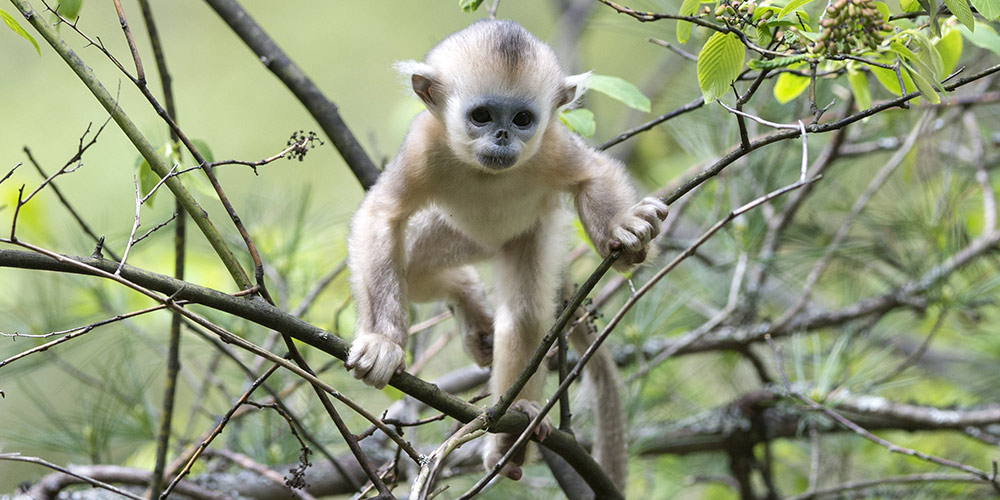 С начала года в парке Шэньнунцзя родились 11 детенышей золотистой обезьяны