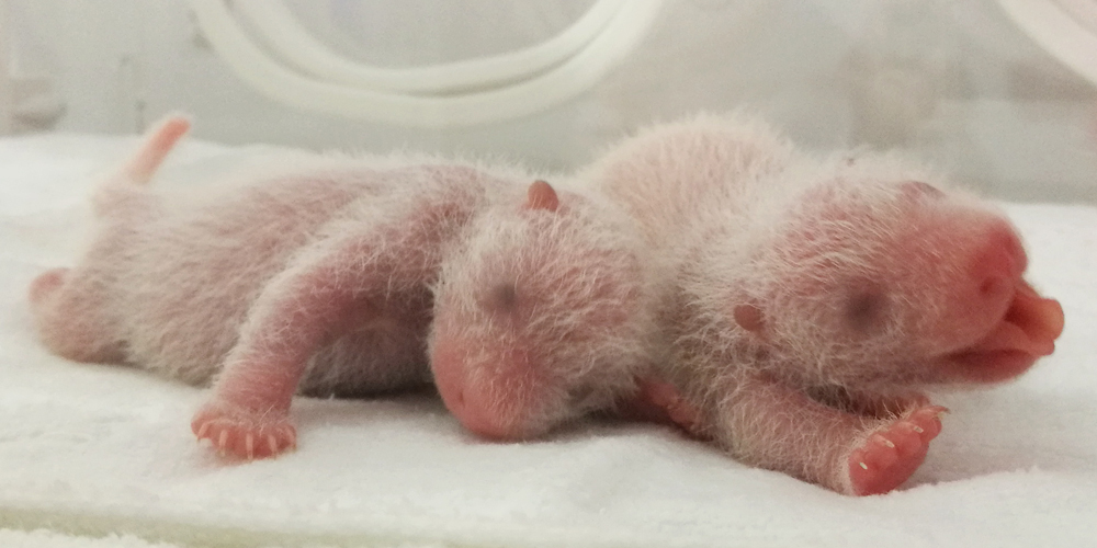 Трое детенышей панды родились в северо-западной китайской провинции Шэньси